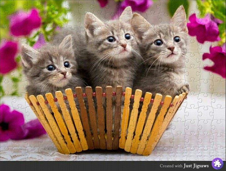 happy kittys
