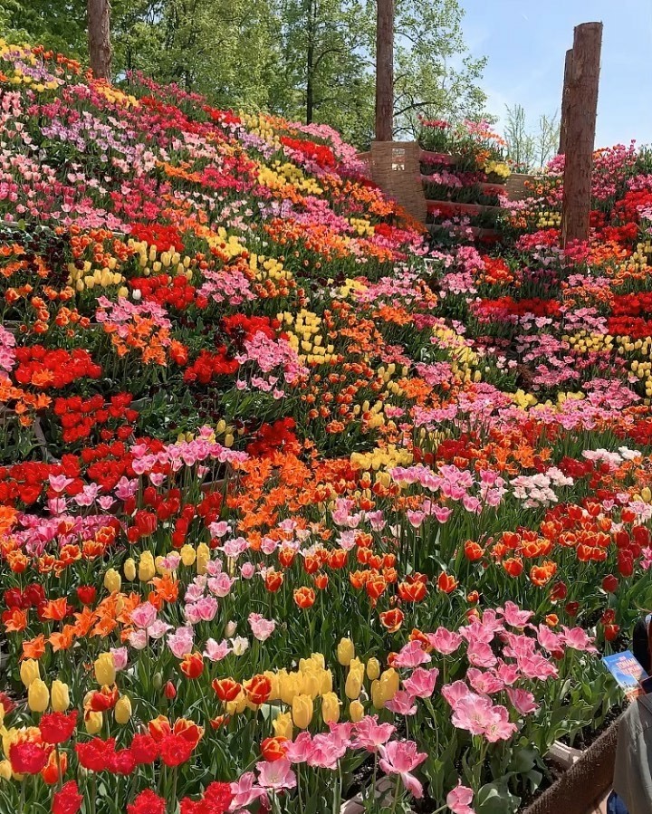 flowers❤