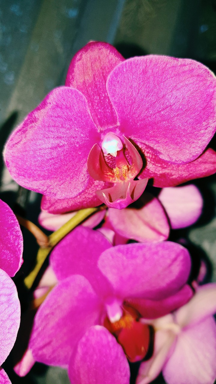 Anyáknapi orchidea!