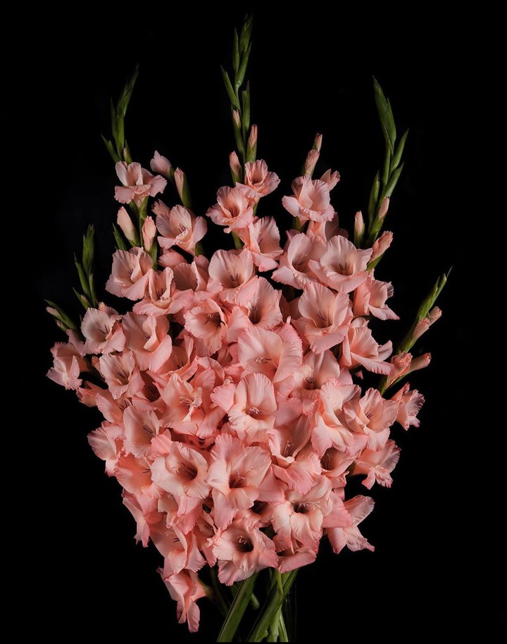 Gladiolus