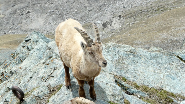 Steinbock auf dem Gornergrat