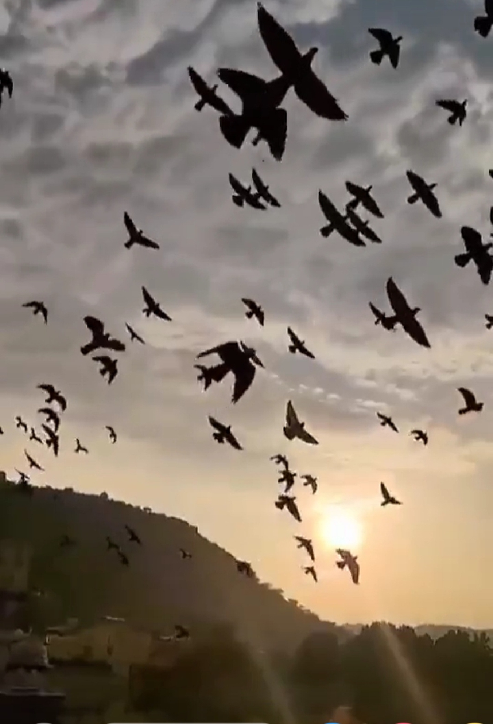 beautiful evening birds