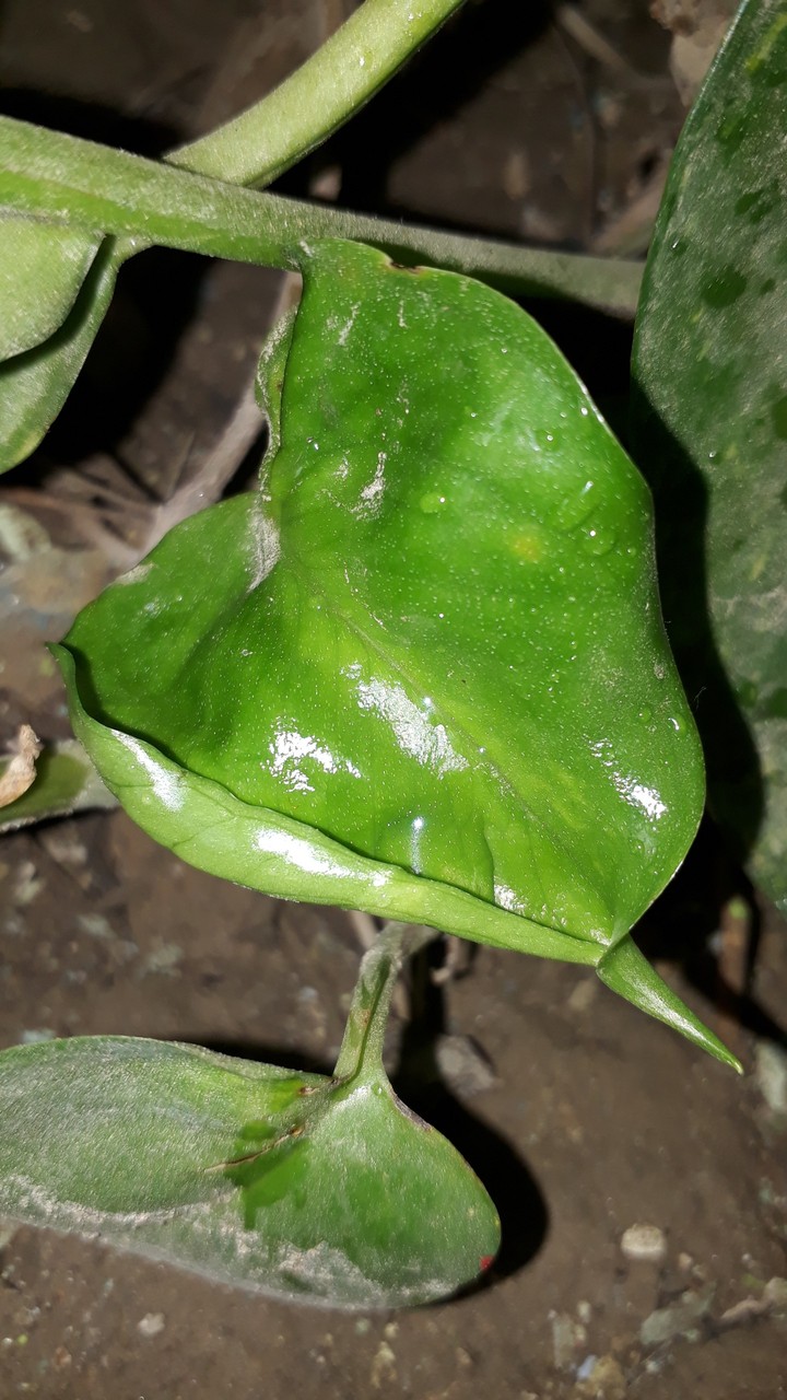 money plant 