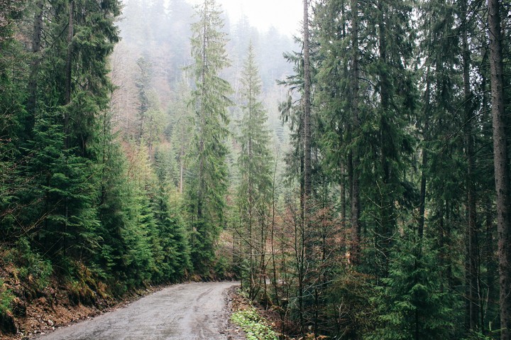 mysterious forest