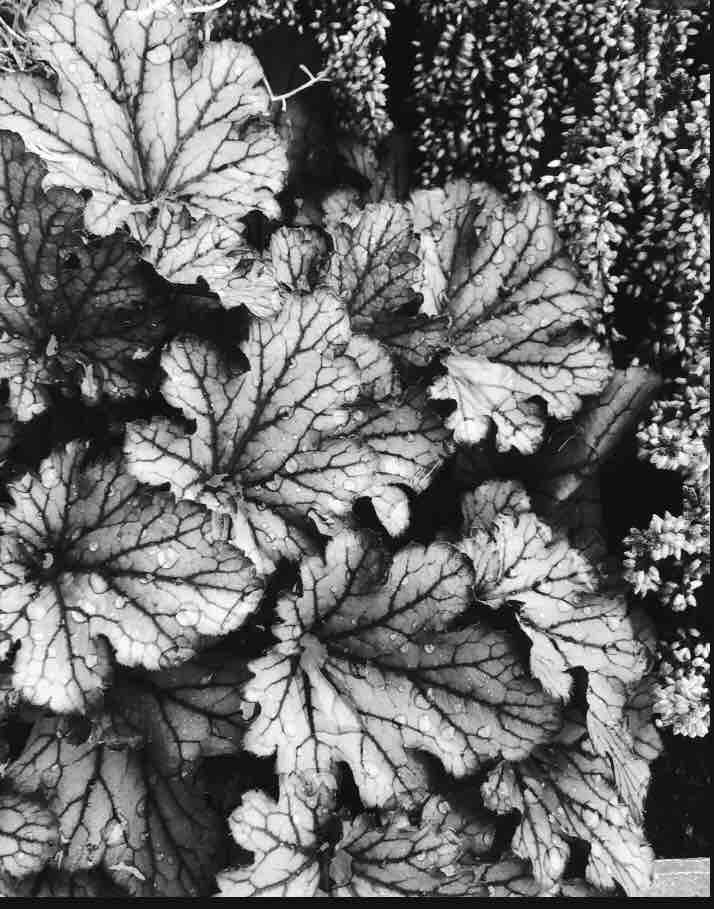 my art of nature