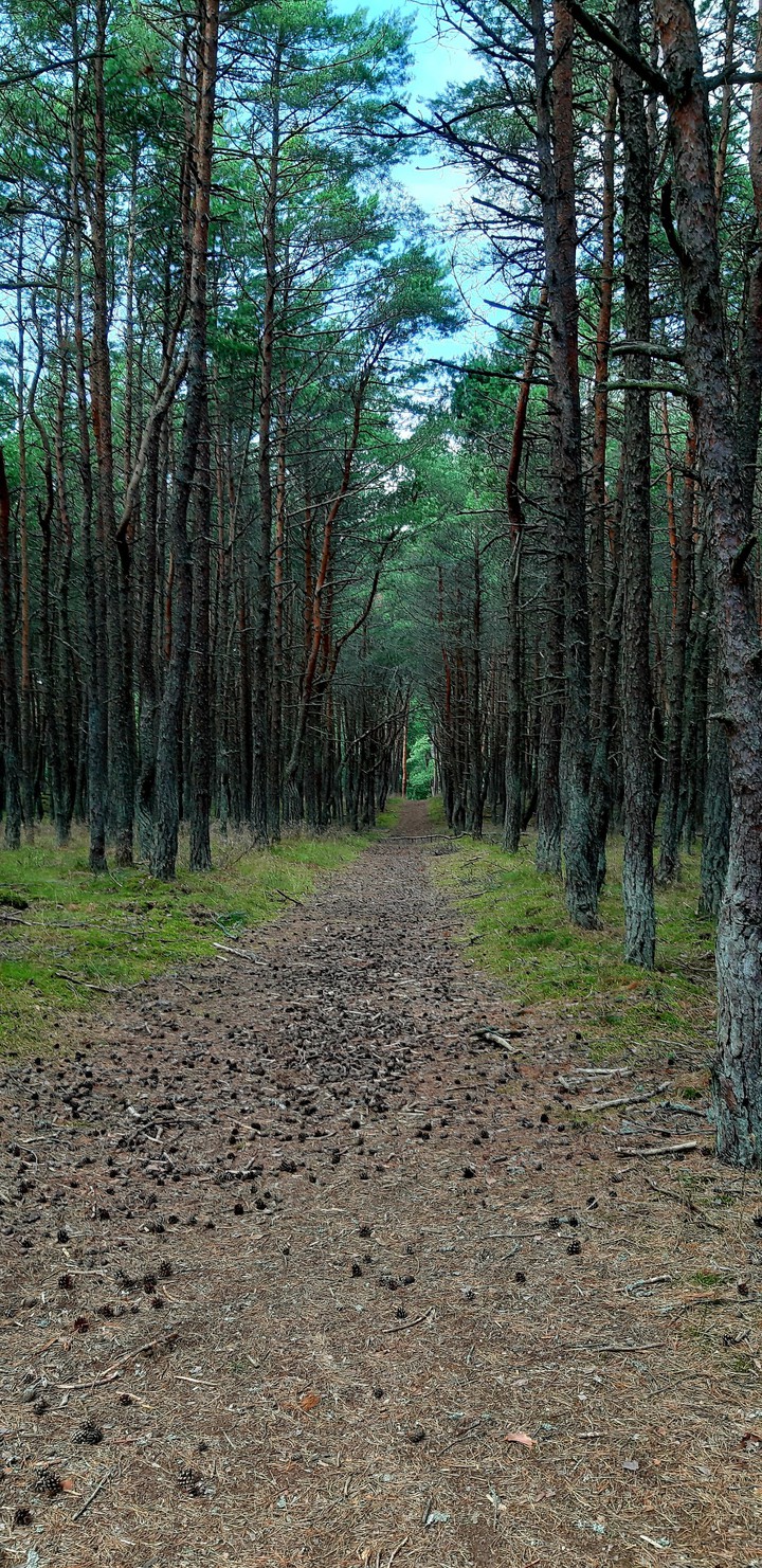 Through the woods