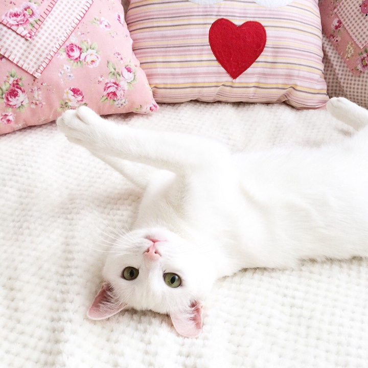 Cat is sweet.