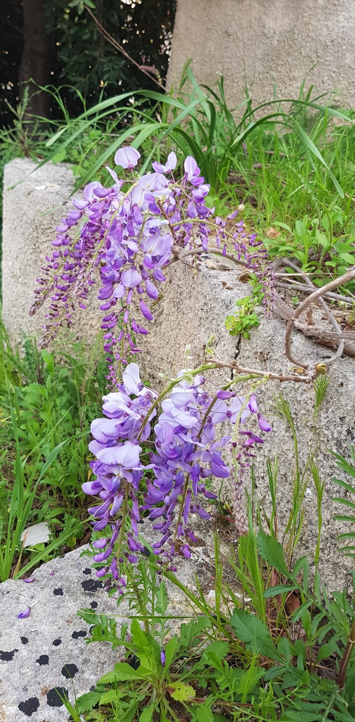 Lonely Glycine flowers