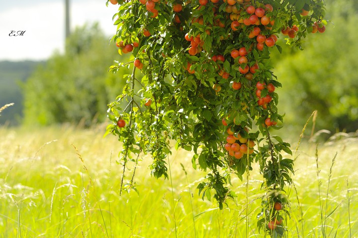 campagne
