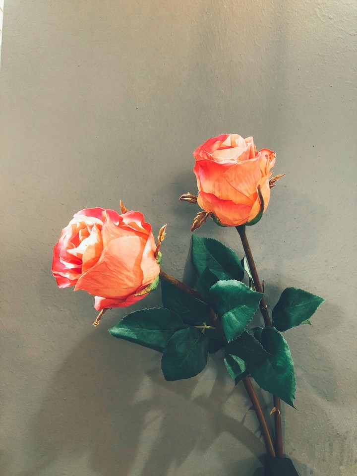 dry flower