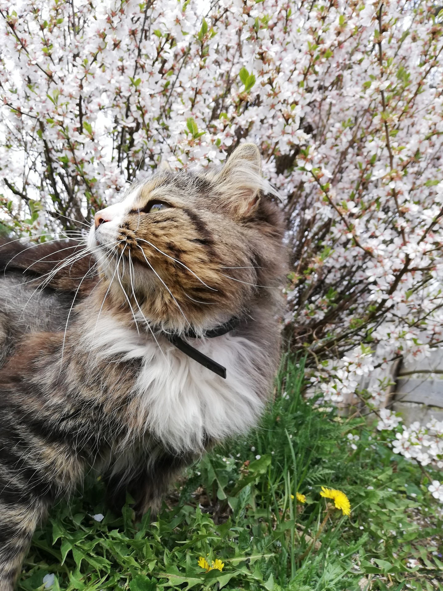 sfondi cat, mammal