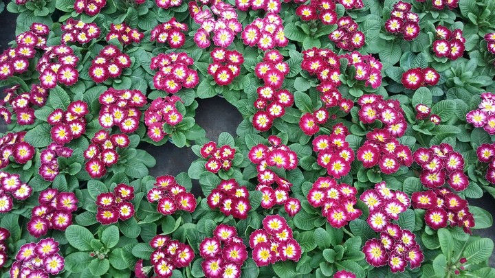 Spring is coming