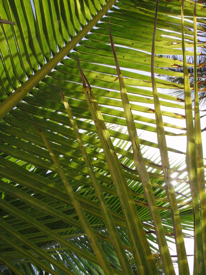 Among the palm trees