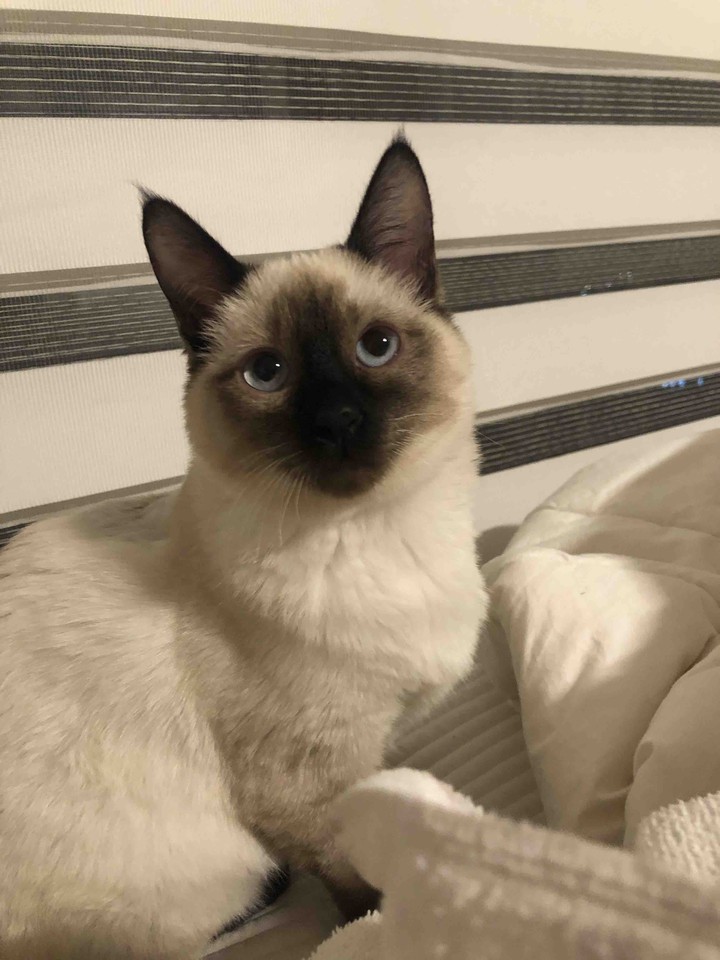 샴고양이