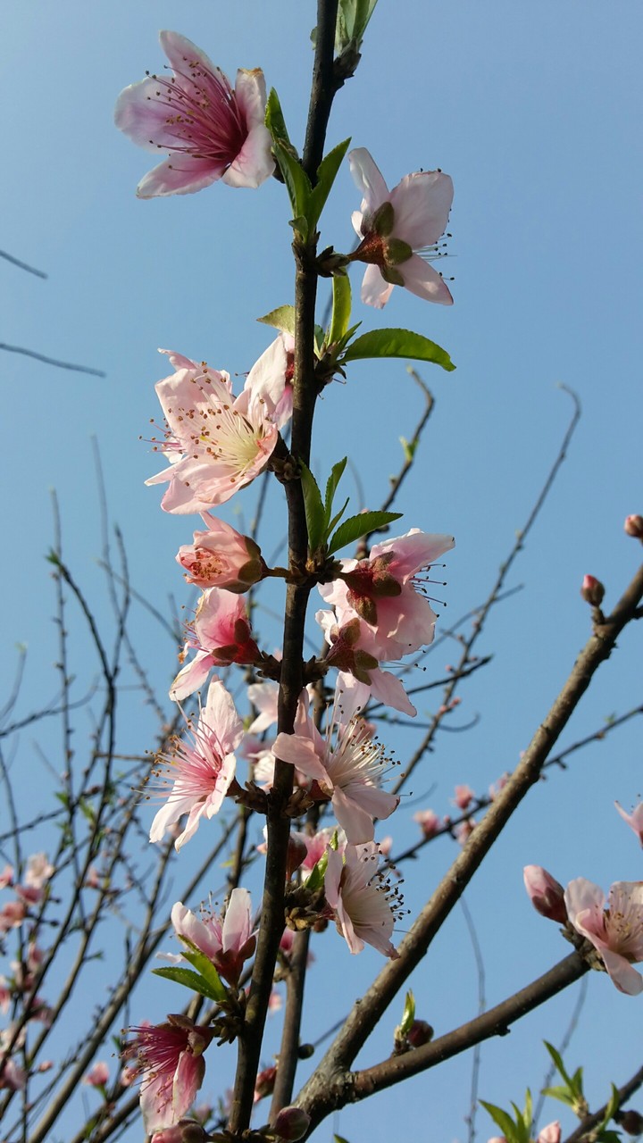 Beautiful Flowers