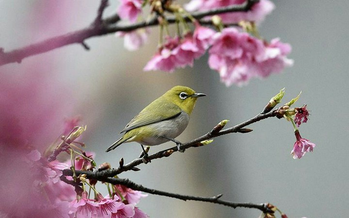 bird