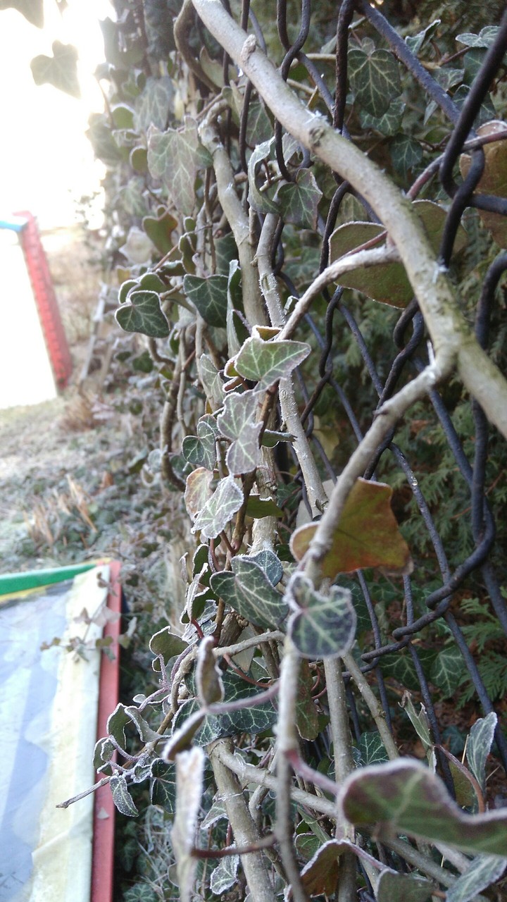 Ivy