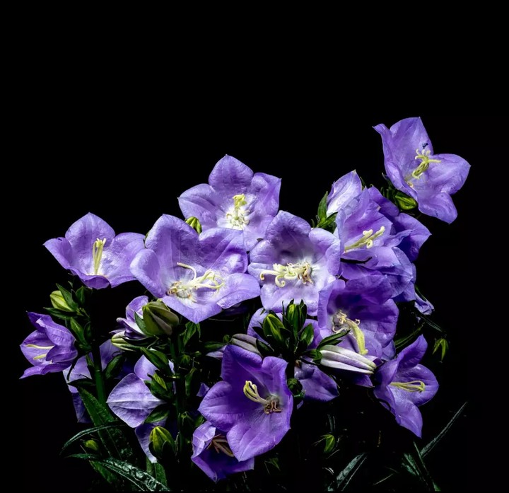 bluebell