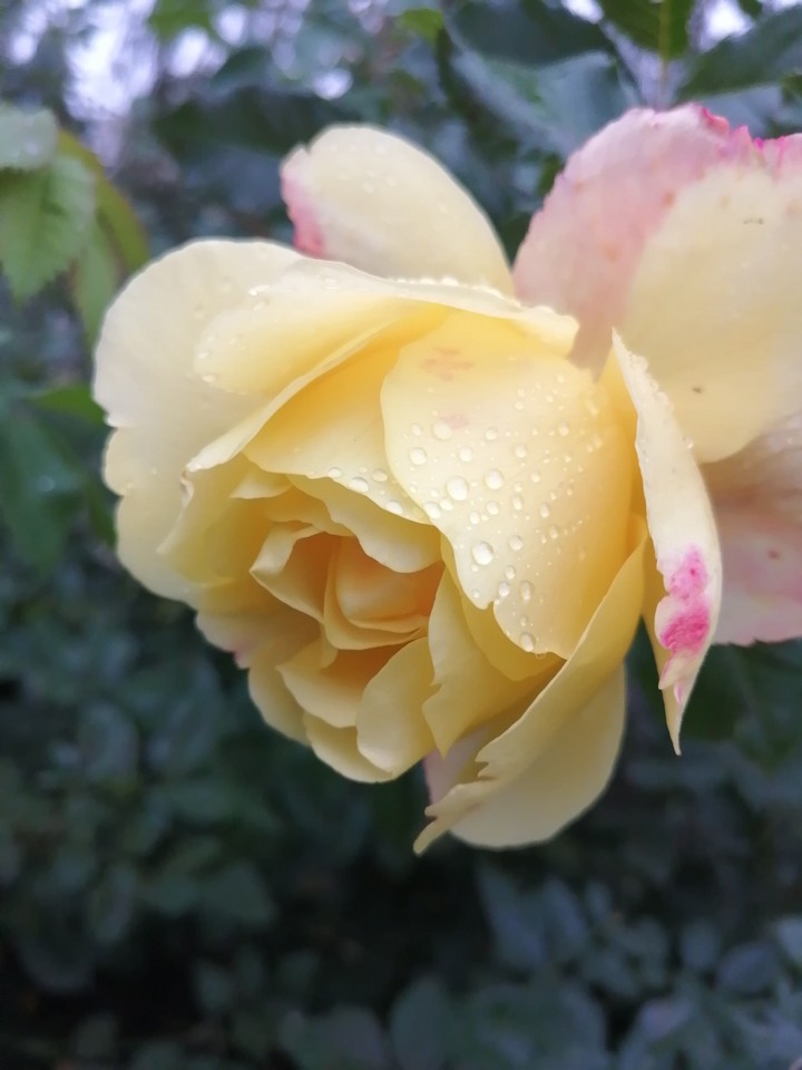 Blume