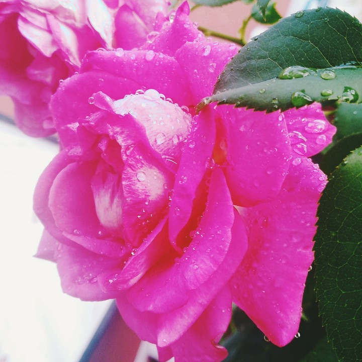 rosa