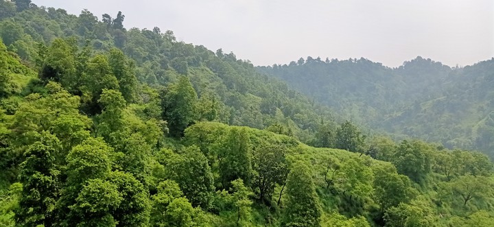 Indian forest