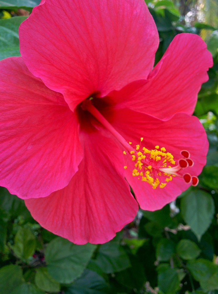 Hibiscus flower