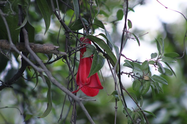 Copihue