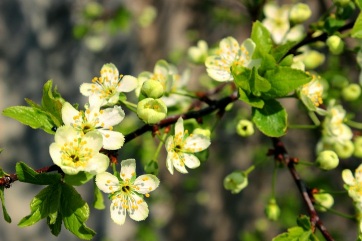 Spring