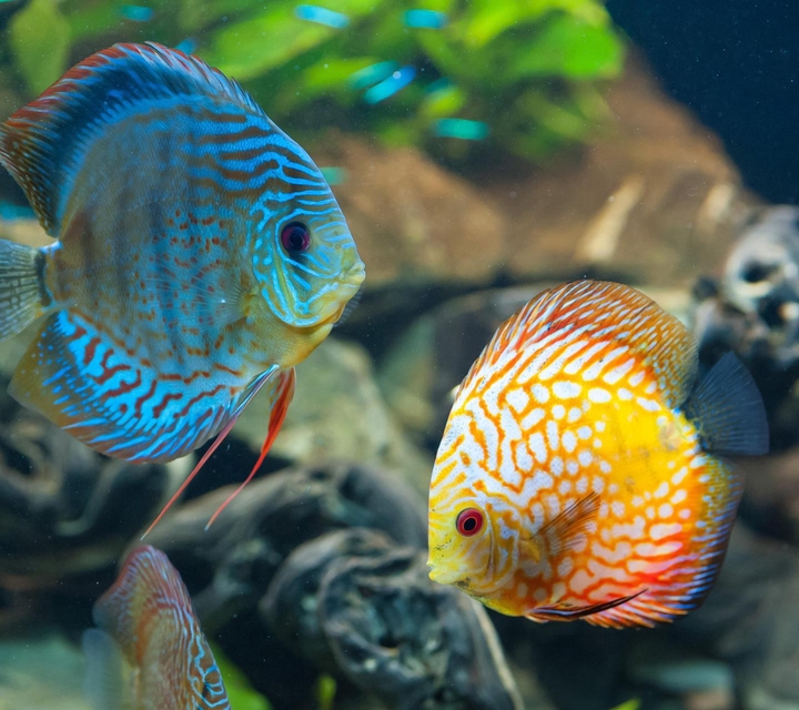 fishes