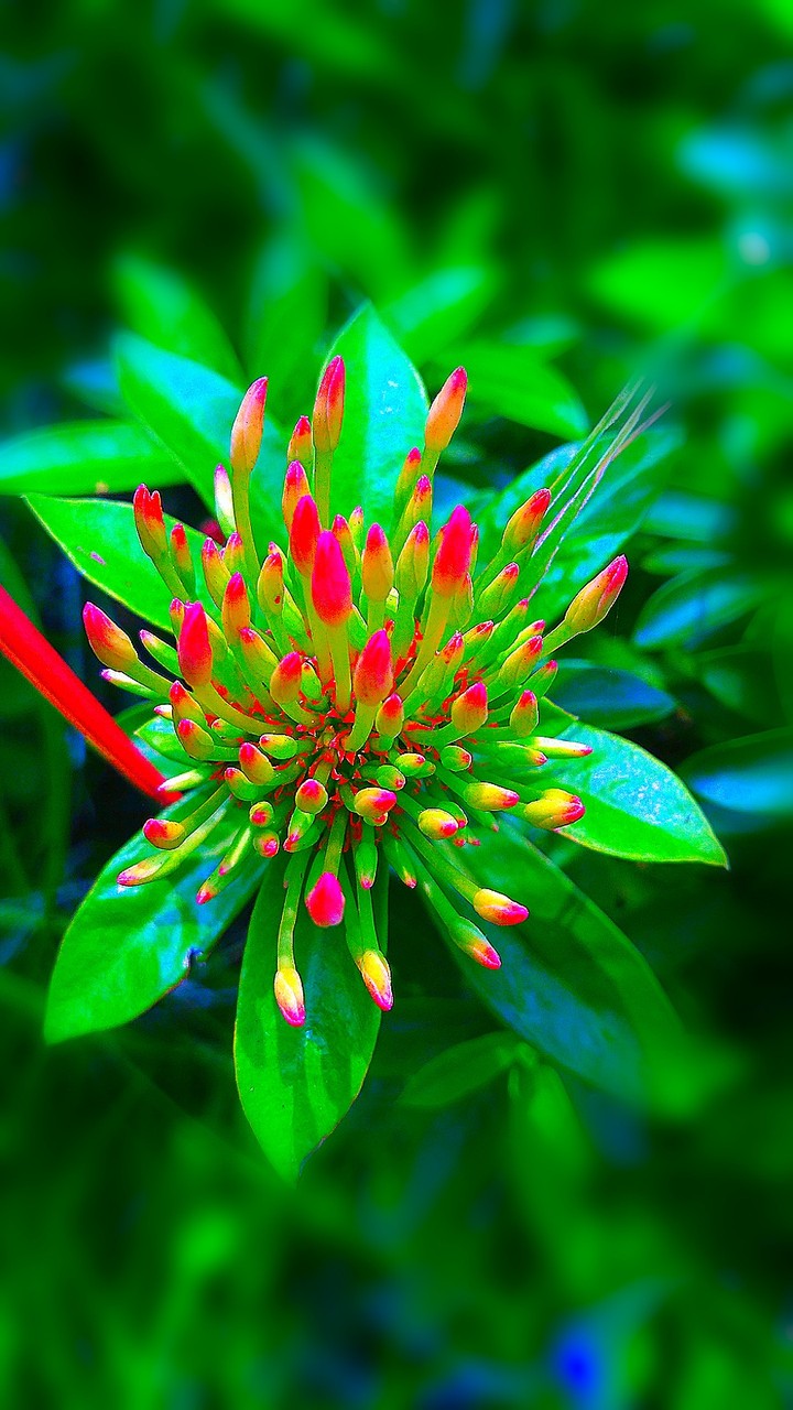 Bunch of Flowers