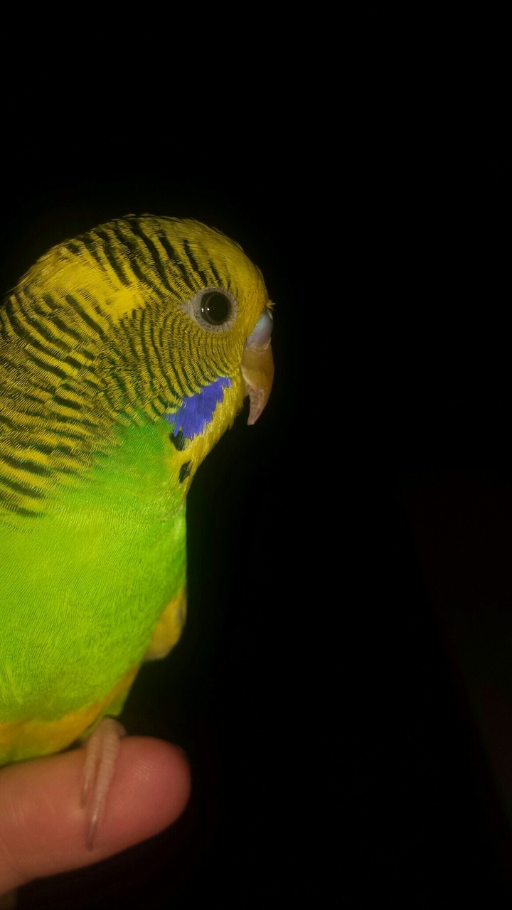 budgie