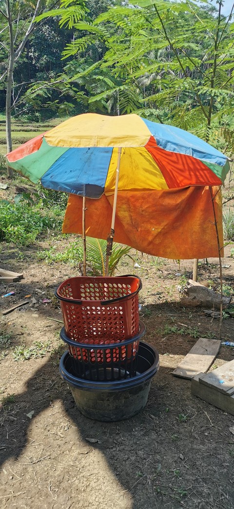 Umbrella in Nature