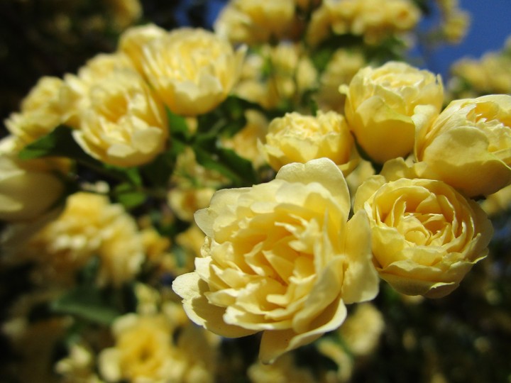 rozes