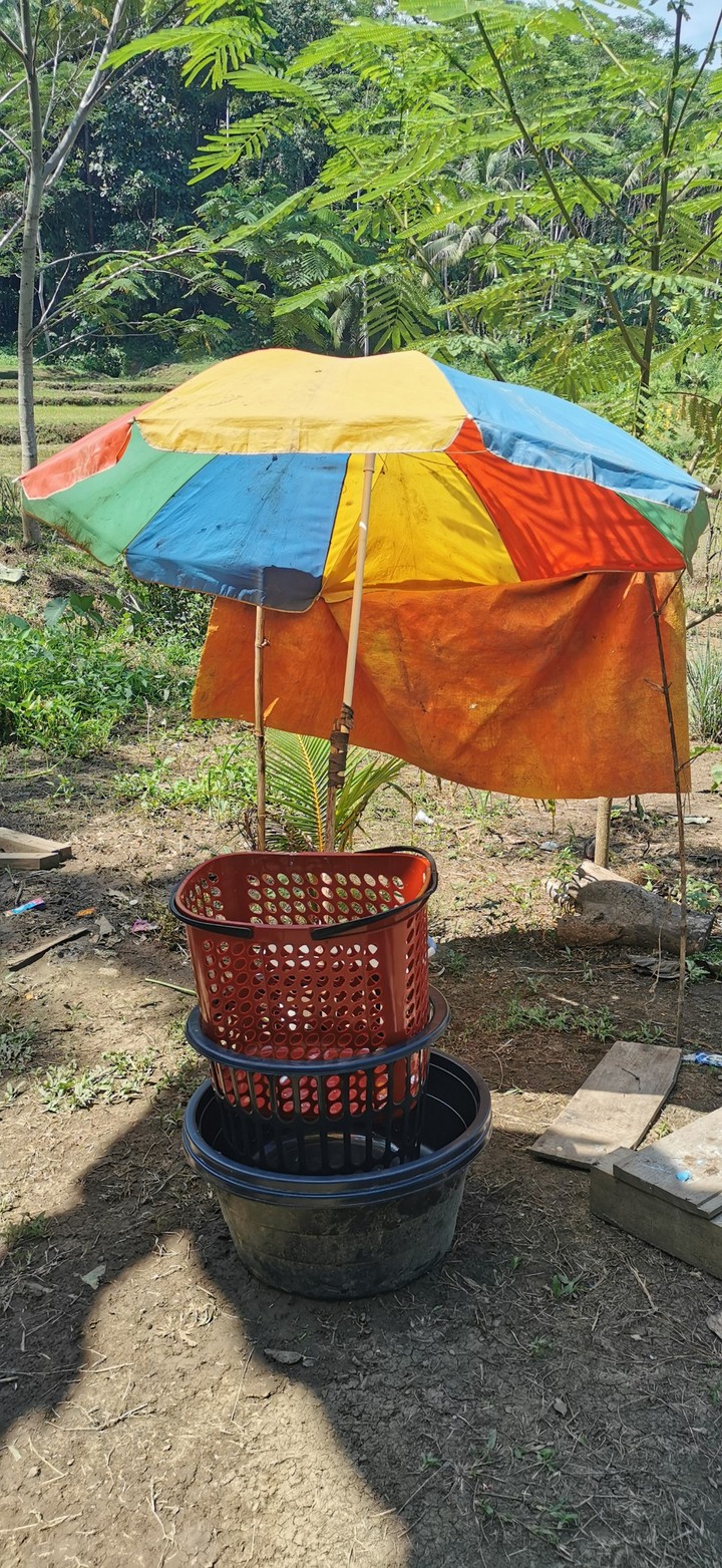 Umbrella in Nature