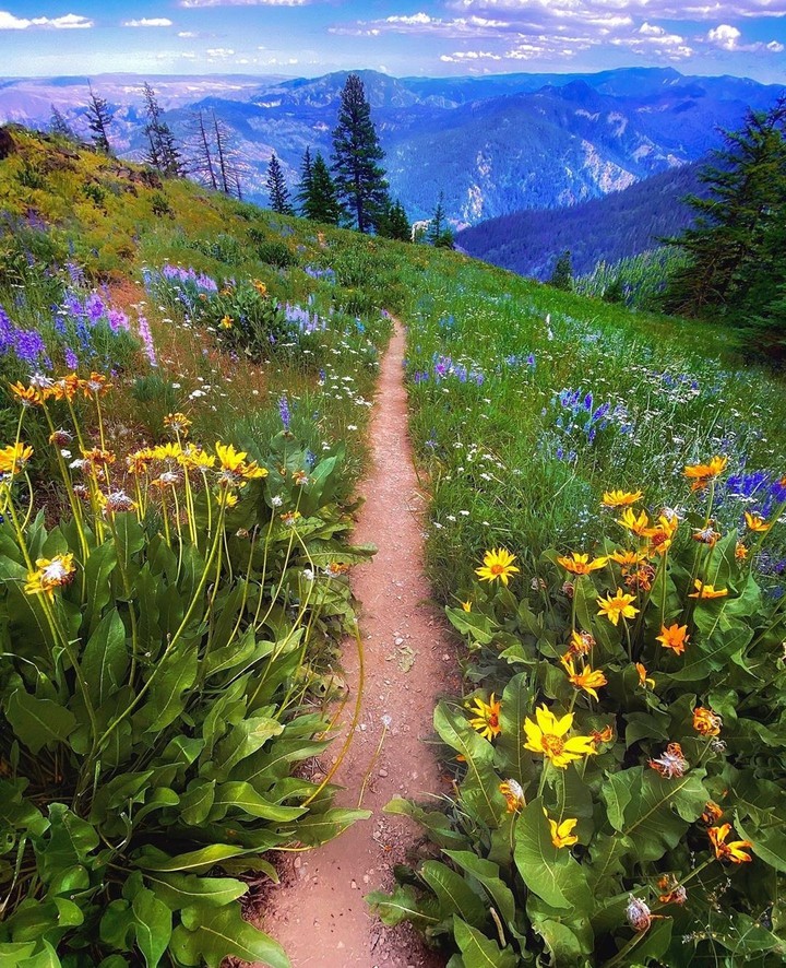 #meadow