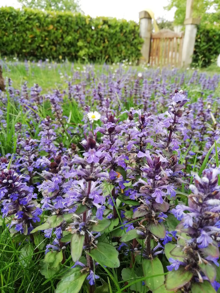 fiori