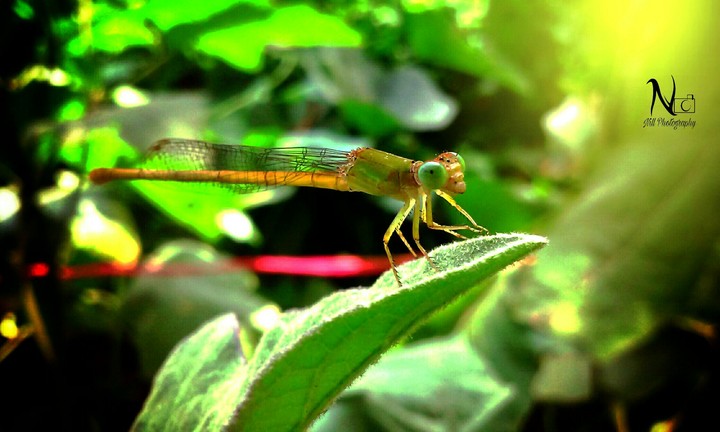 nature