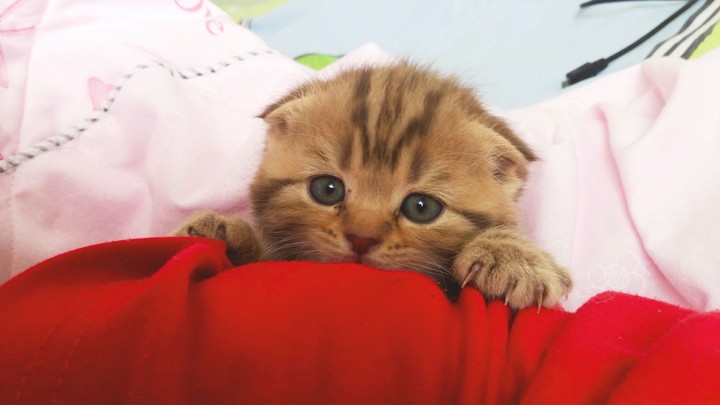 Kitty