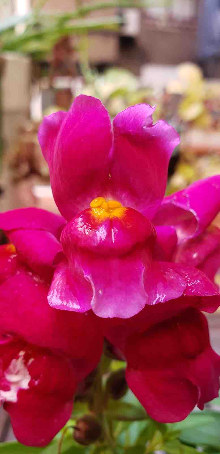 FloresDeInvierno