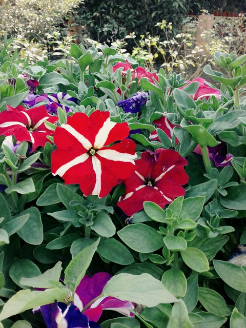 plant, garden桌布