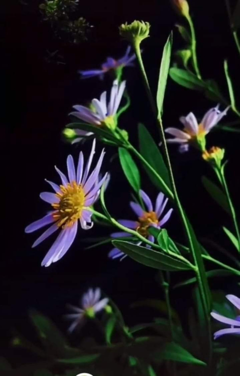 тапети aster, flower