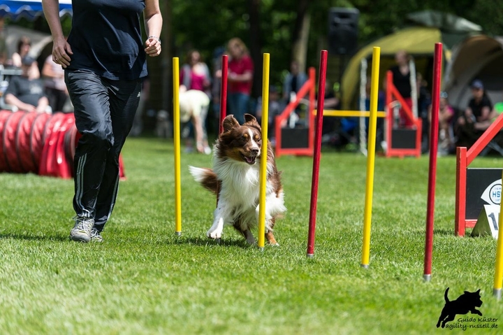 The Border Collie Because There Is No Better Dog