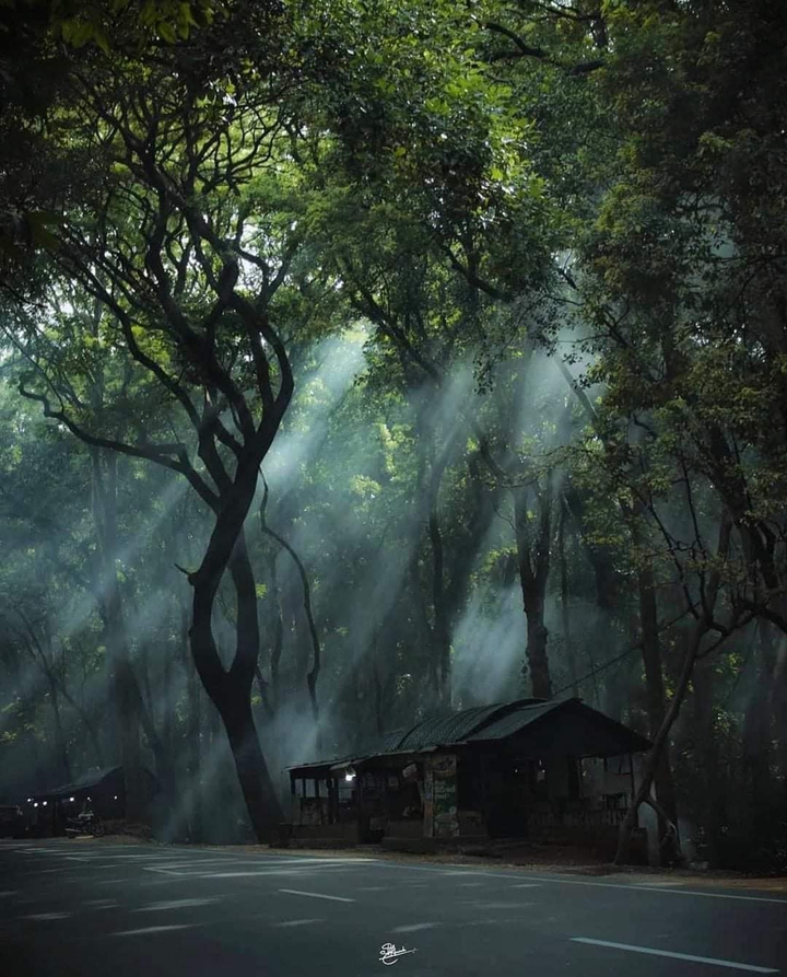 Trees