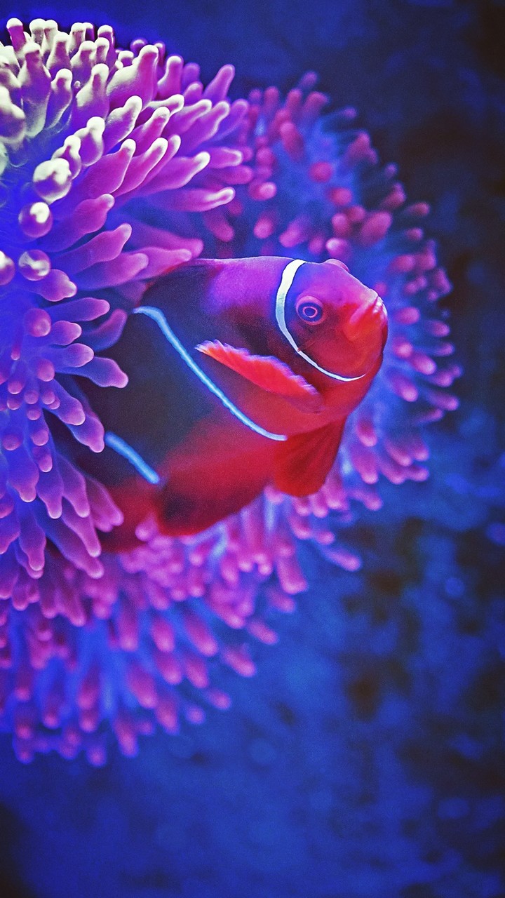 Beautiful Fish