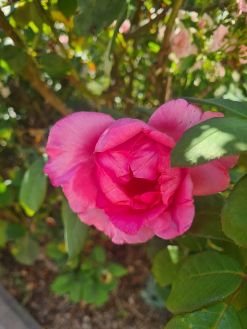 papéis de parede pink, flower