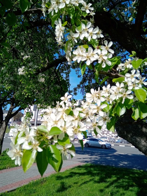 весна в городе