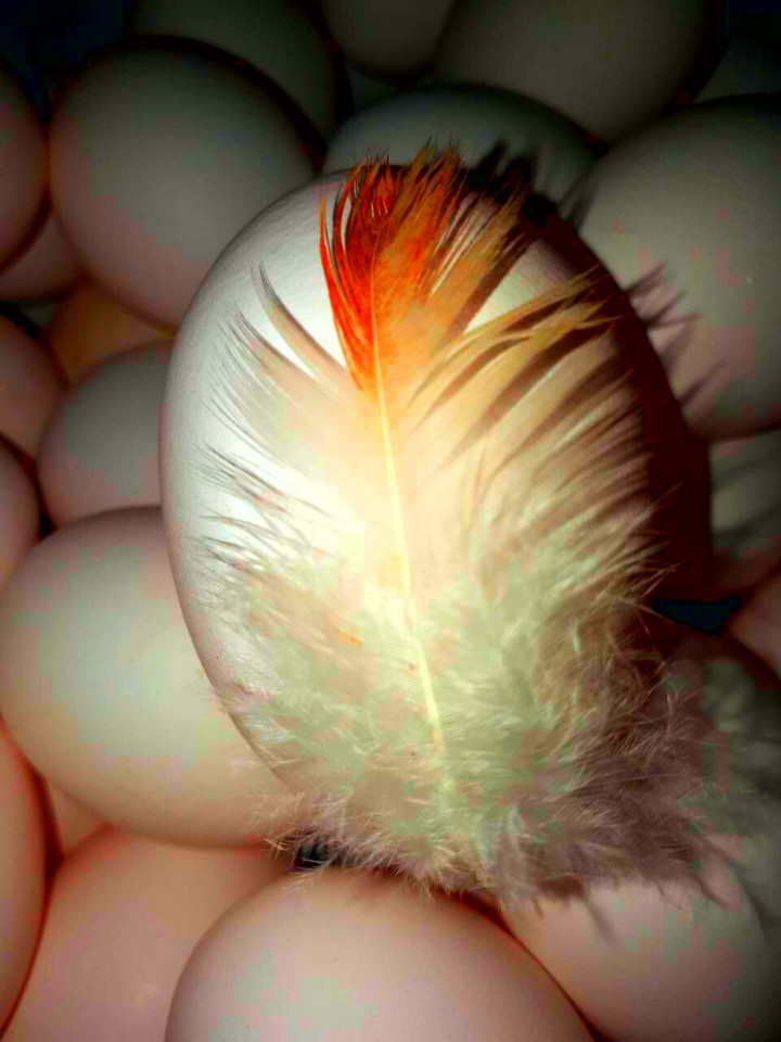 eggs in 