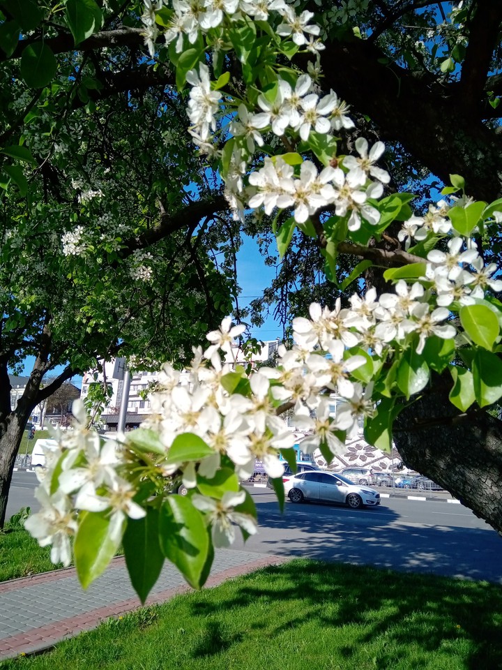 весна в городе