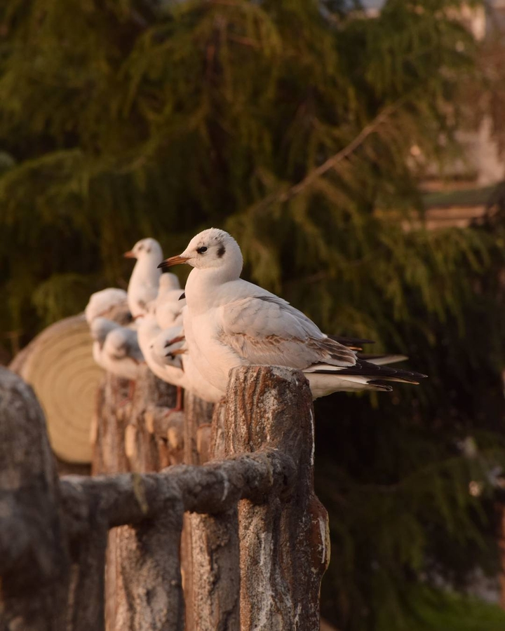 pigeon, dov
