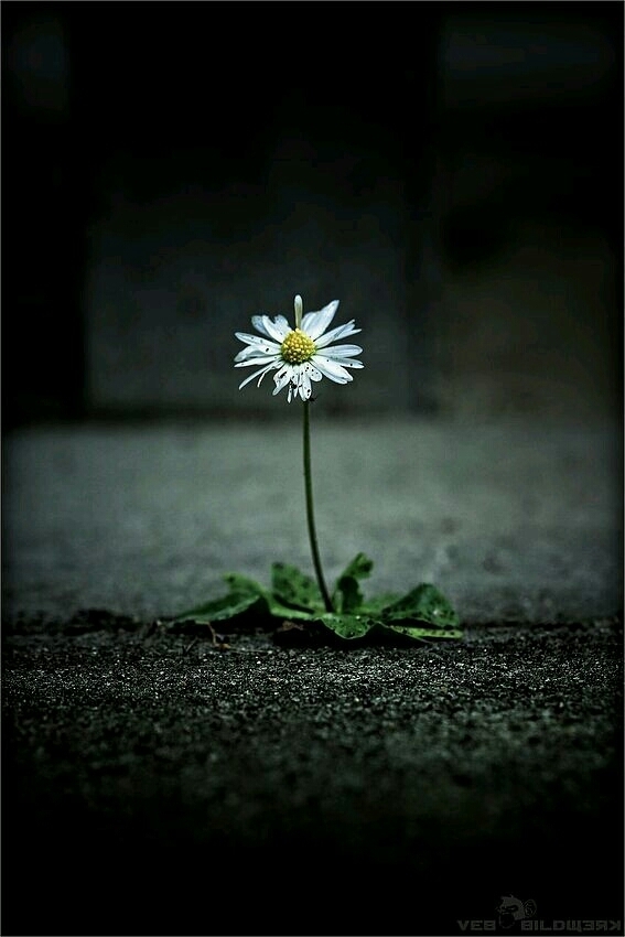 Marguerite solitaire